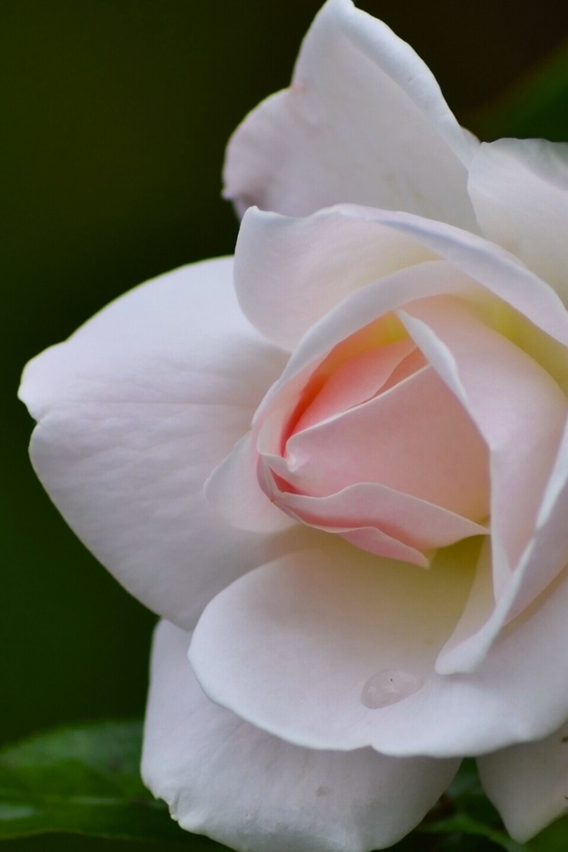 Нежные лепестки розовой розы крупным планом 