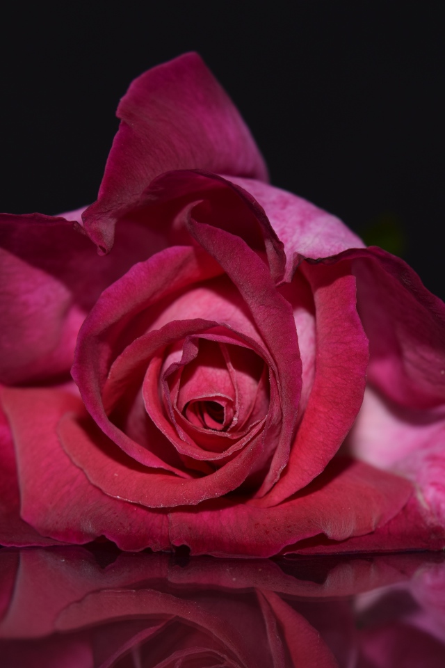 Нежная красная роза на сером фоне 