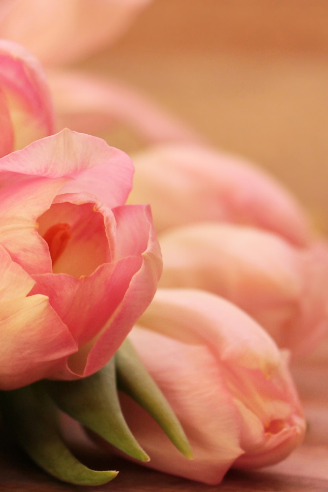 Нежные весенние розовые тюльпаны