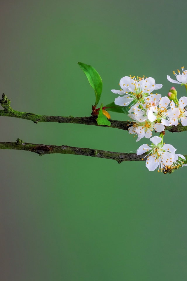 Нежные белые цветы вишни на ветке весной 