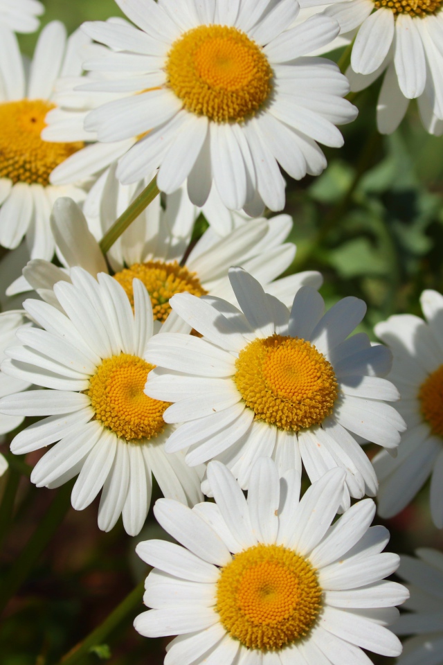 Нежные белые ромашки с желтой серединкой в лучах солнца 