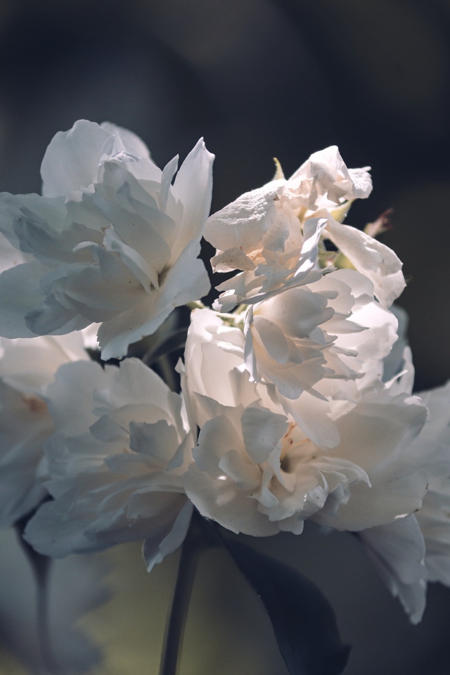 Нежные белые цветы в лучах солнца