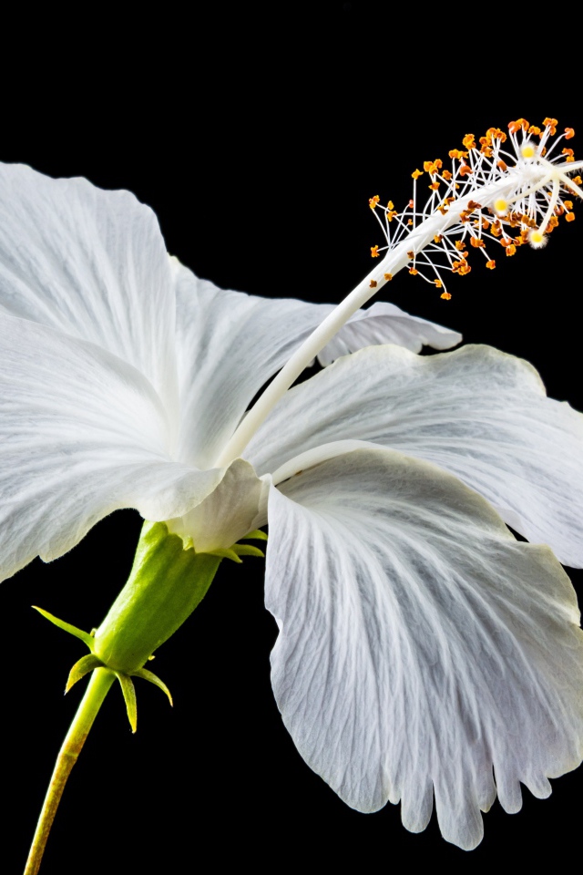 Нежный белый цветок гибискуса на черном фоне