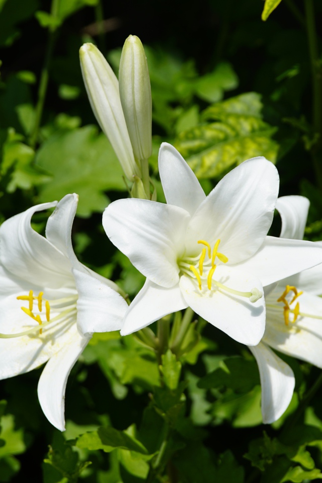 Нежные белые лилии с бутонами на клумбе 