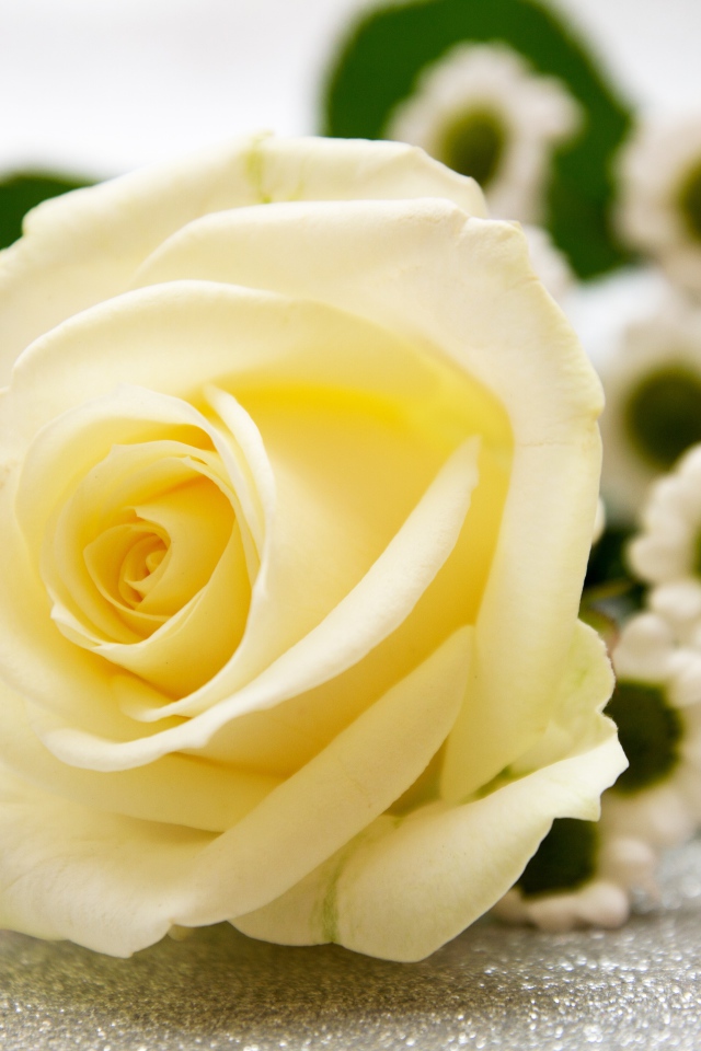 Нежная белая роза лежит на столе с ромашками