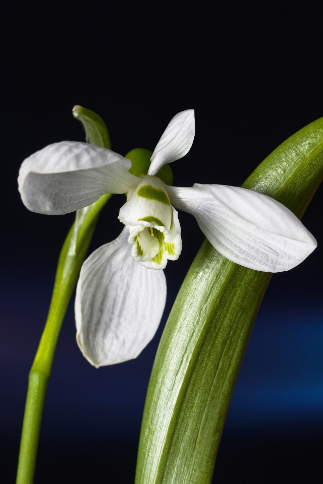 Нежный белый цветок подснежник с зелеными листьями