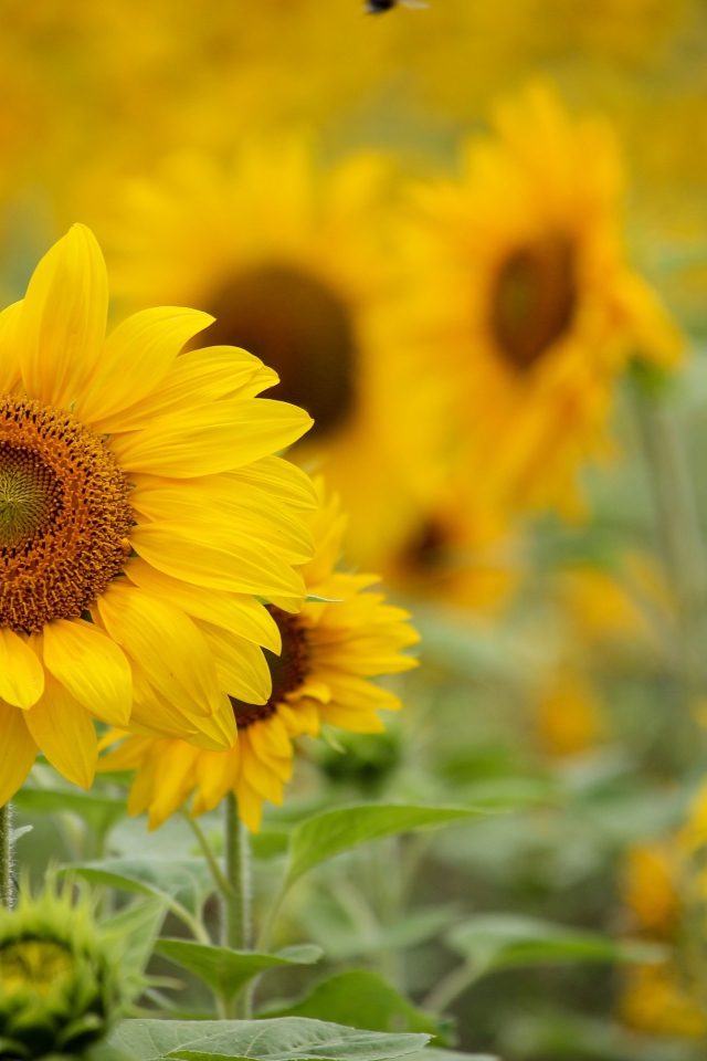 Нежные желтые лепестки подсолнухов на поле