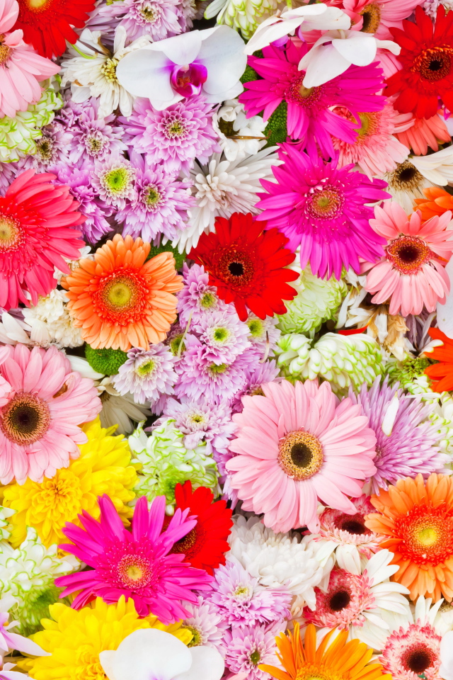 Разные разноцветные цветы крупным планом