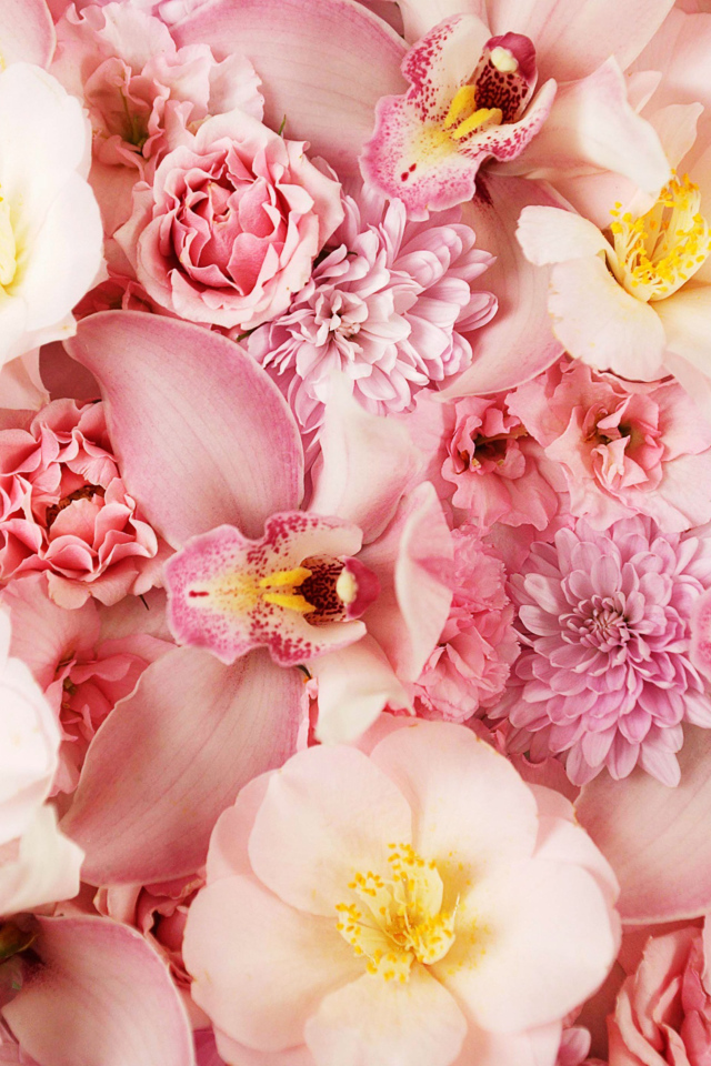 Разные розовые цветы крупным планом