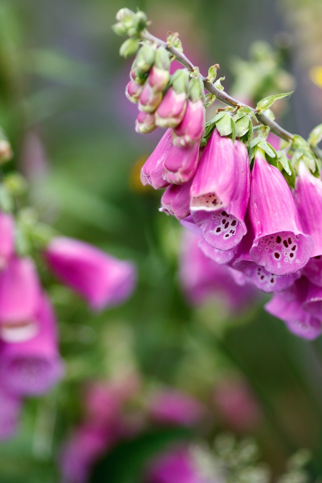 Розовые цветы наперстянка крупным планом  на клумбе