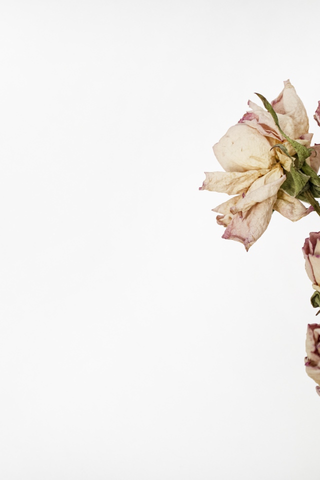 Засохшие розовые розы на белом фоне