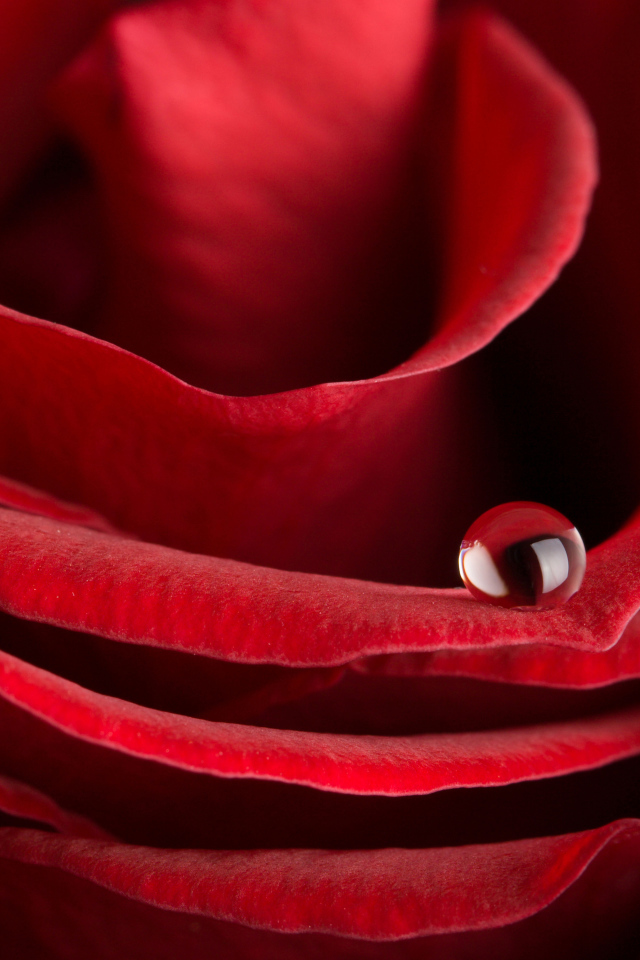 Капля росы на лепестке красной розы