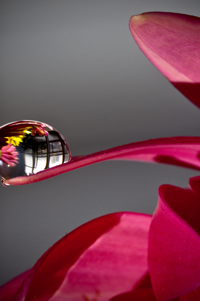 Капля росы на лепестке красного цветка 