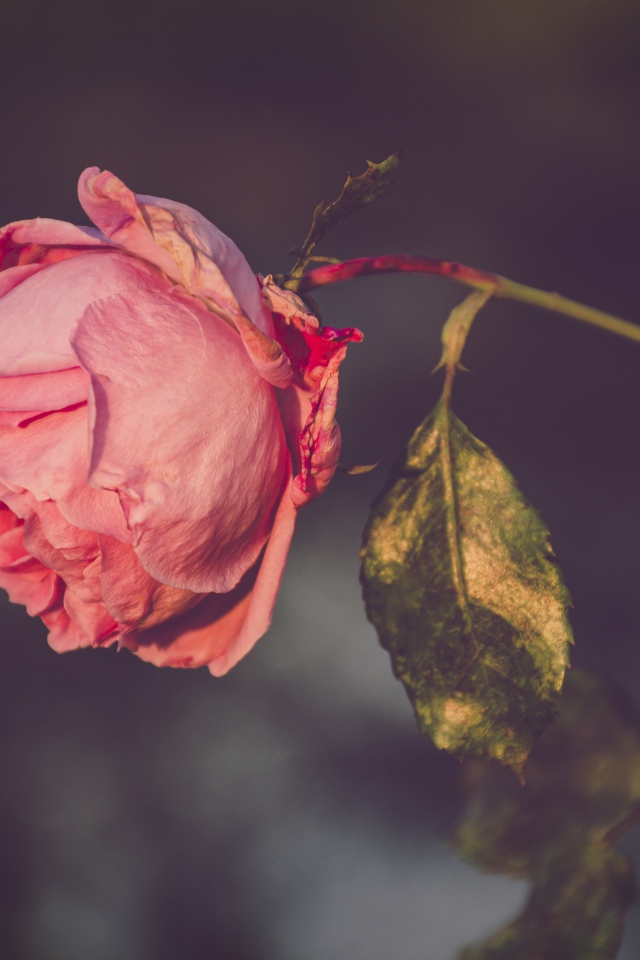 Сухая розовая роза на ветке 