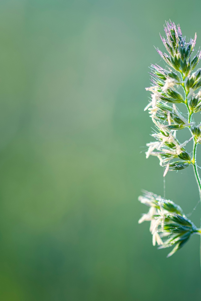 Полевое растение на зеленом фоне