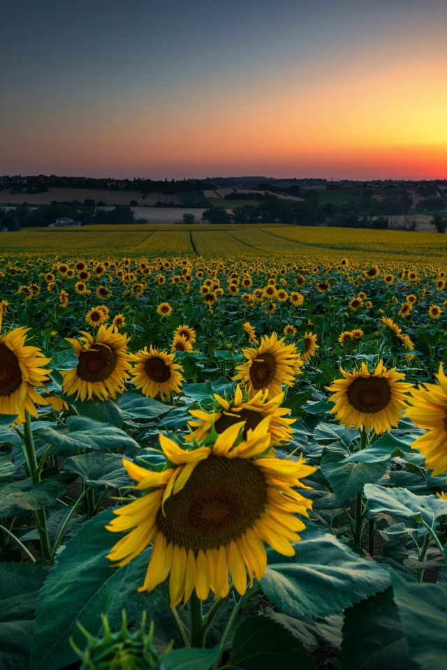 Поле с цветущими подсолнухами на закате солнца 