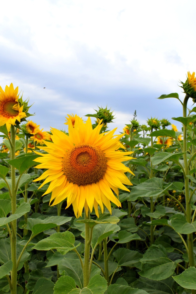 Поле с высокими цветущими подсолнухами