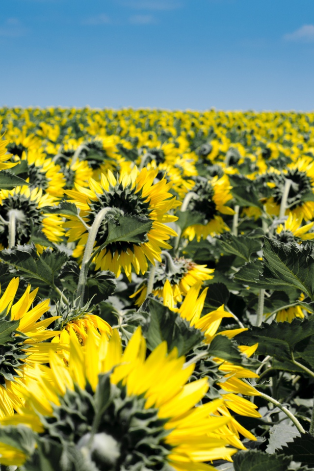 Поле с желтыми подсолнухами под голубым небом