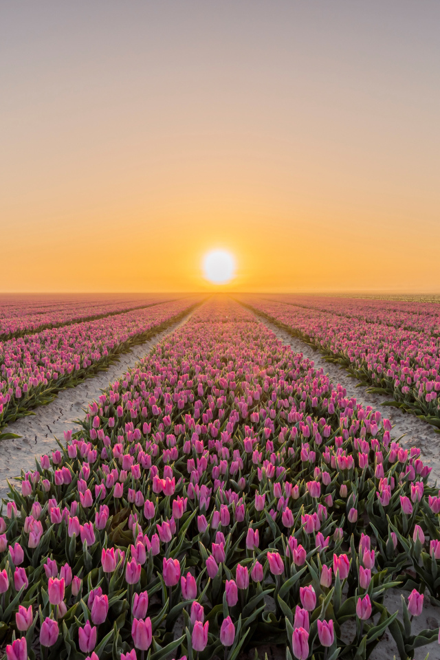 Поля с розовыми тюльпанами на фоне заката 