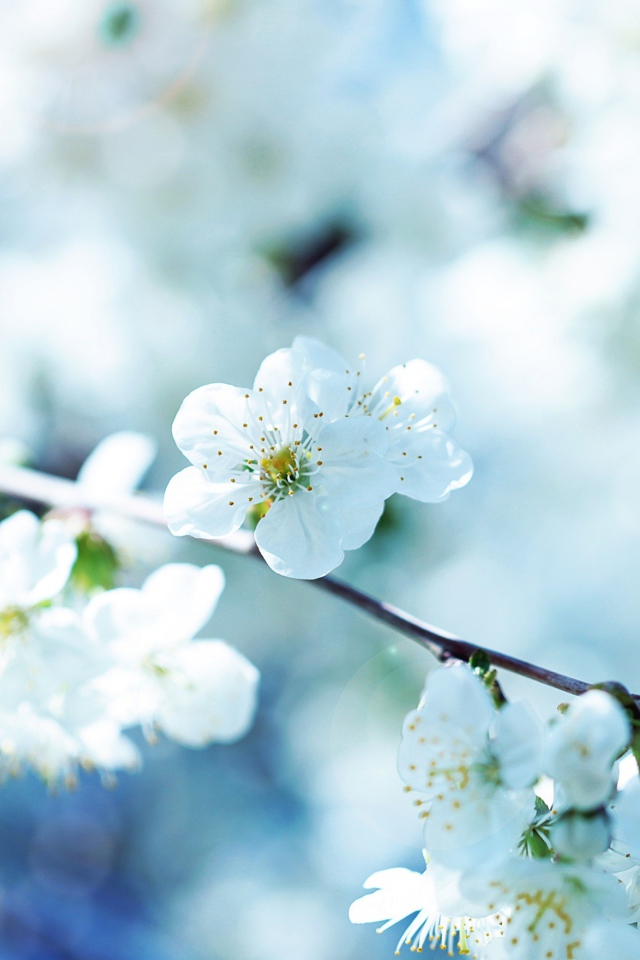 Цветущая ветка вишни в лучах солнца