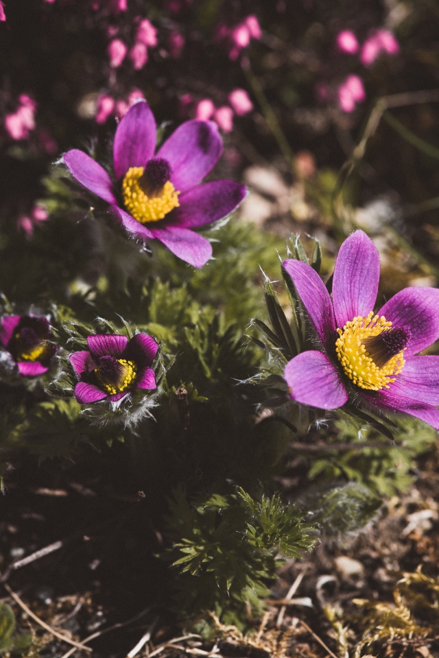 Цветы прострел луговой на поле  