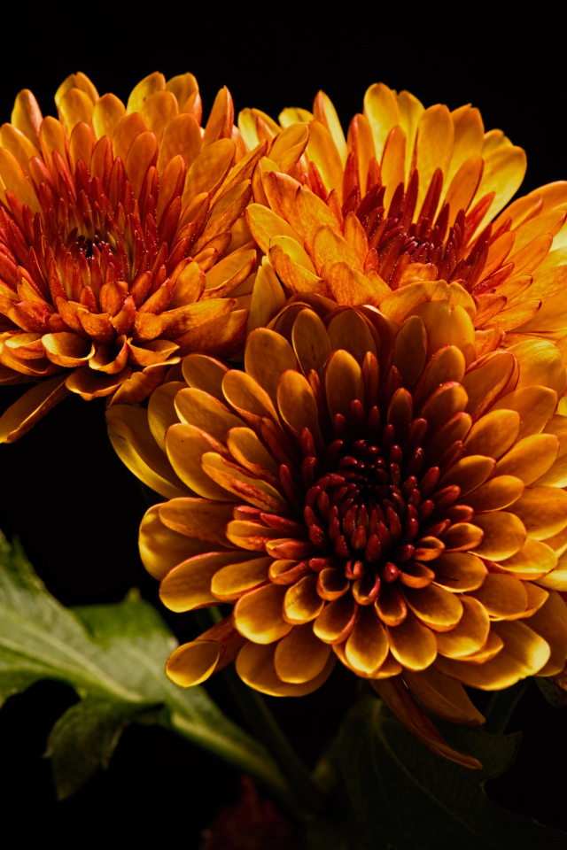 Четыре оранжевых цветка хризантемы на черном фоне 