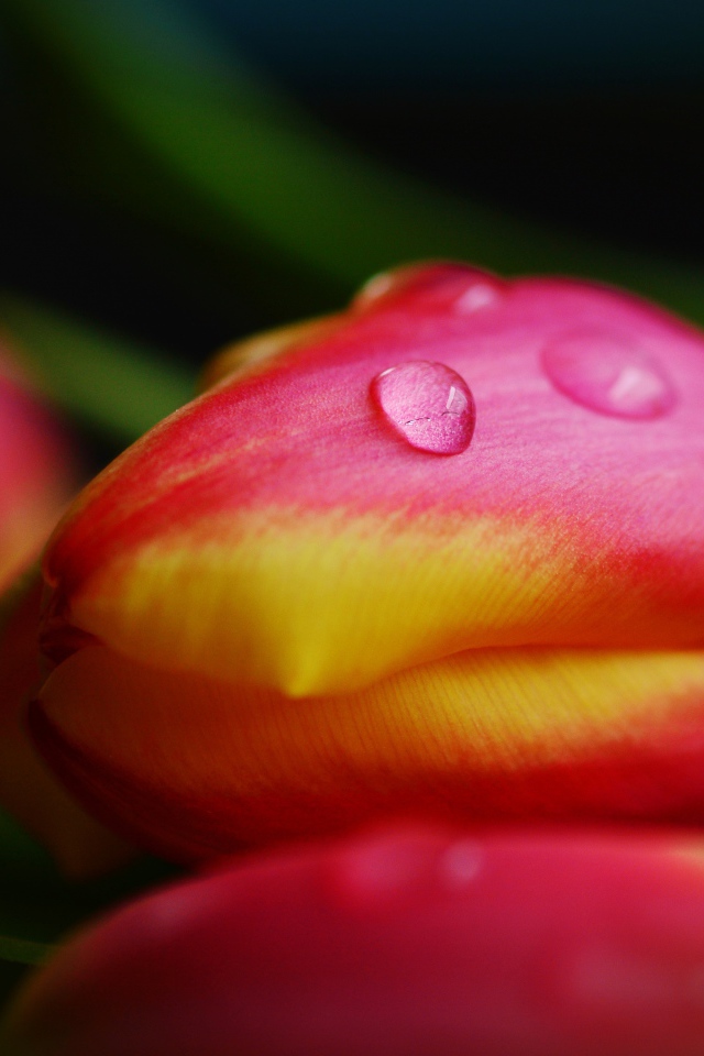 Хрупкие розовые тюльпаны в каплях росы