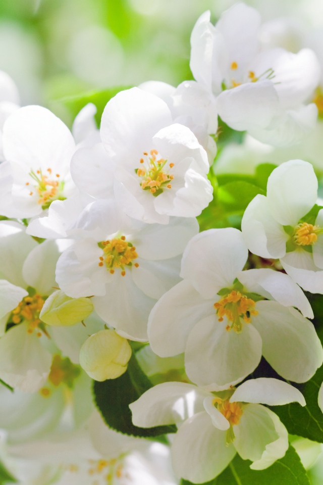 Ароматные белые цветы жасмина крупным планом