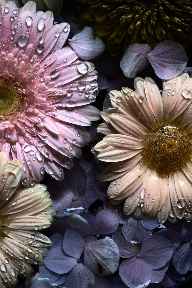 Цветы герберы и гортензии в каплях воды