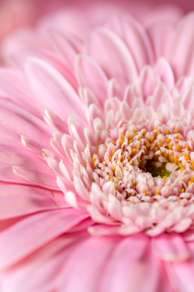 Цветок герберы с розовыми лепестками