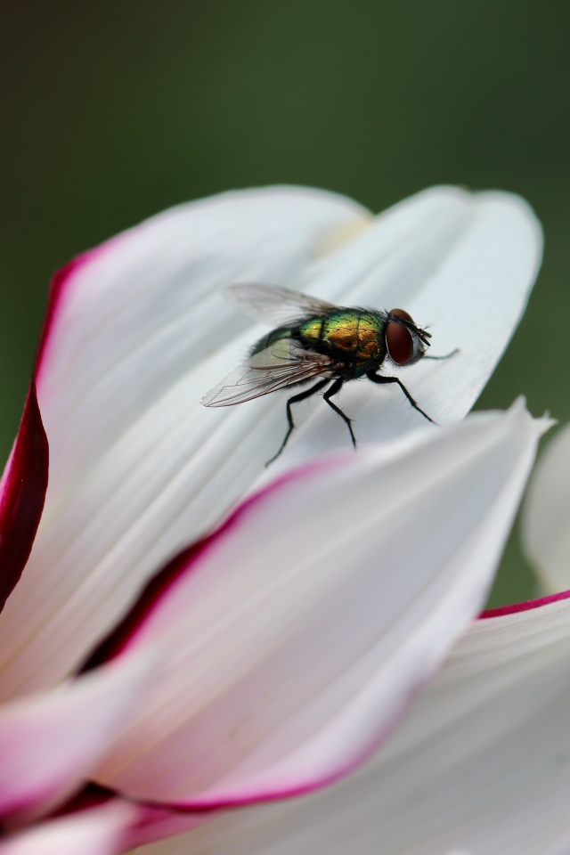 Зеленая муха на лепестке  георгина 