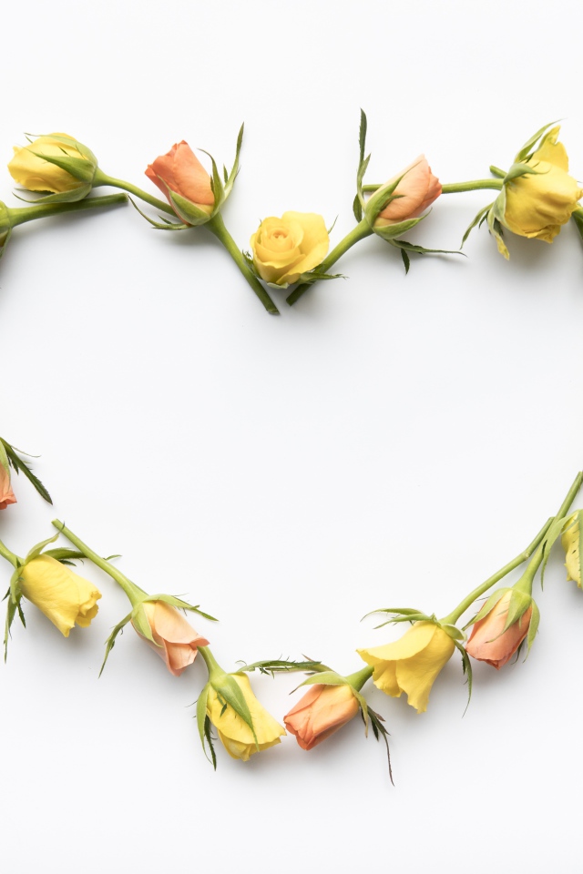 Сердце из бутонов розы на белом фоне