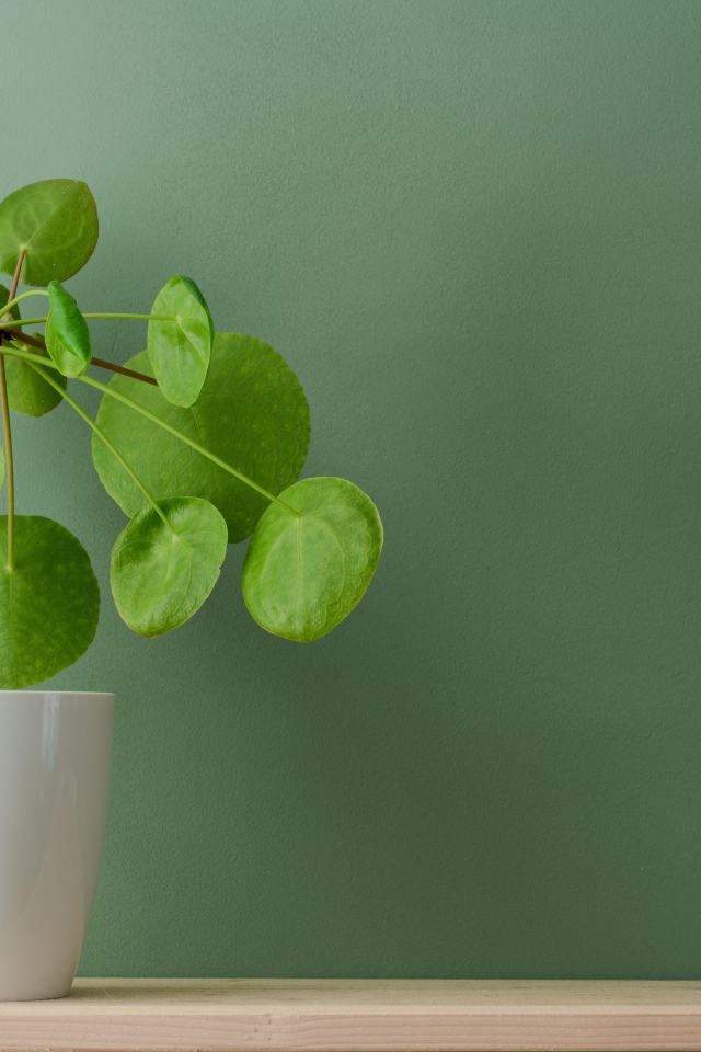 Комнатный цветок в белом горшке у стены