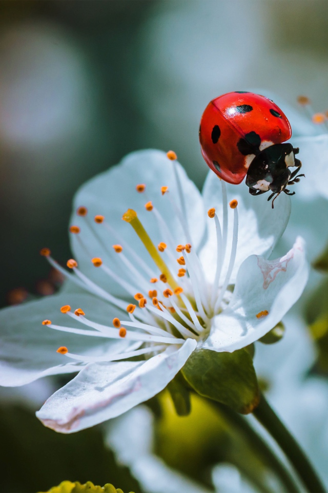 Божья коровка сидит на белых цветах вишни