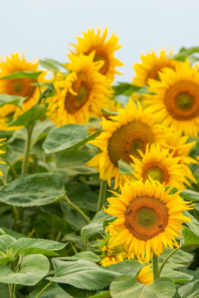 Большие цветущие подсолнухи с зелеными листьями летом на поле 