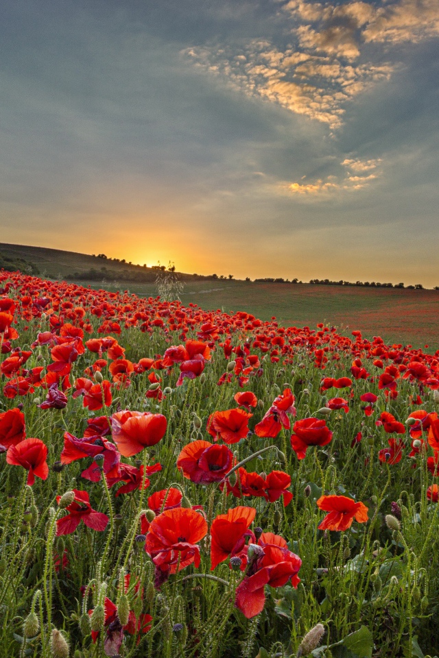 Большое поле с красными маками на рассвете 