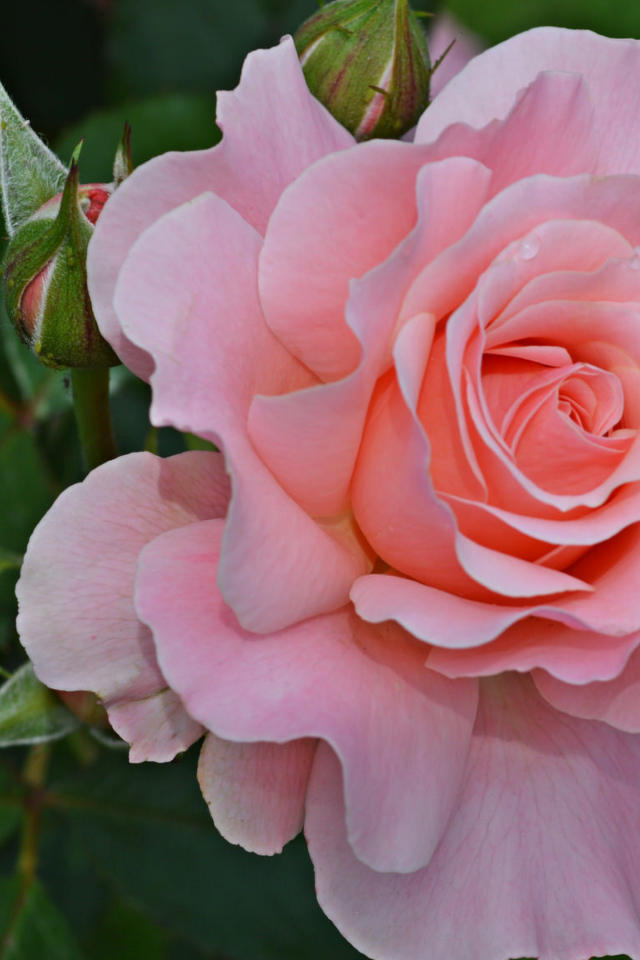 Большая розовая роза с бутонами на клумбе