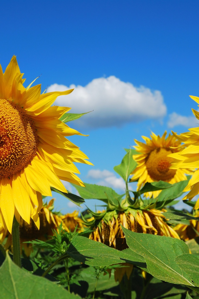 Большие желтые цветущие подсолнухи на поле 