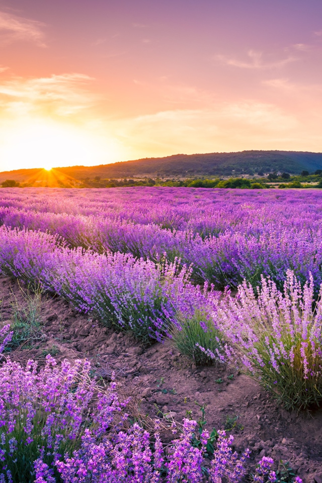 Лавандовое поле на фоне заката 