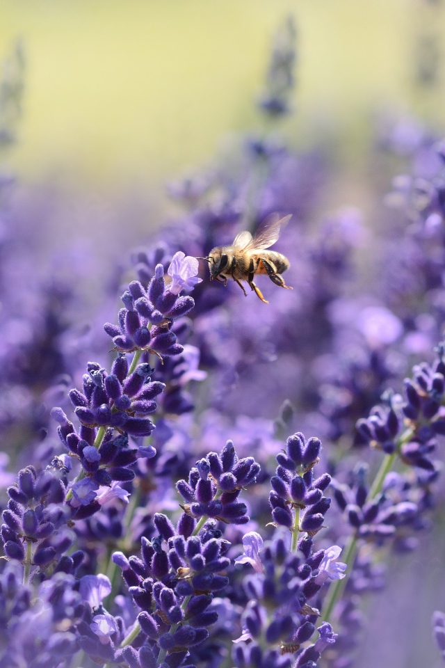 Сиреневые цветы лаванды с пчелами 
