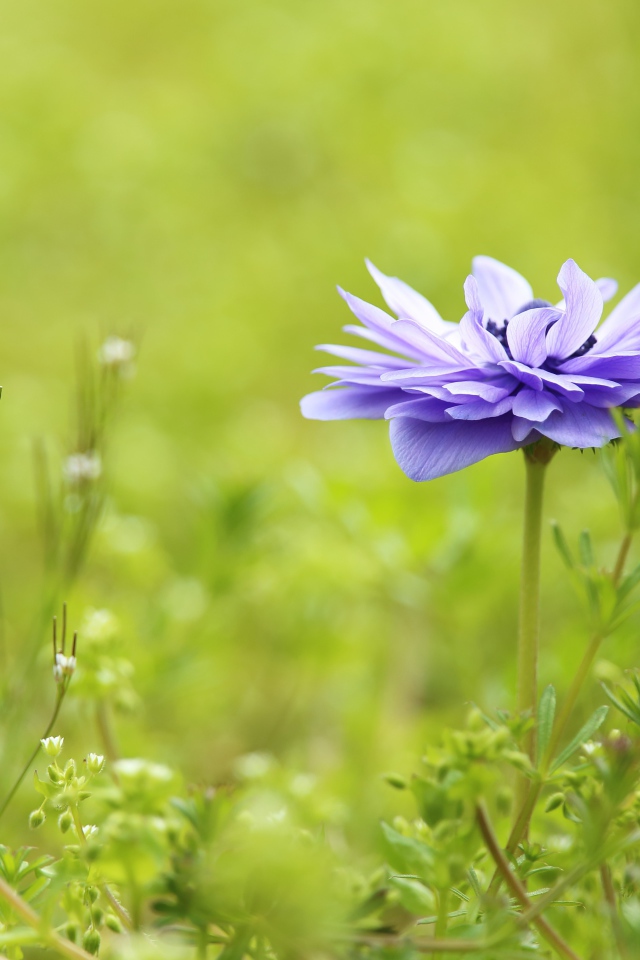 Сиреневый цветок Анемоне растет на поле в зеленой траве