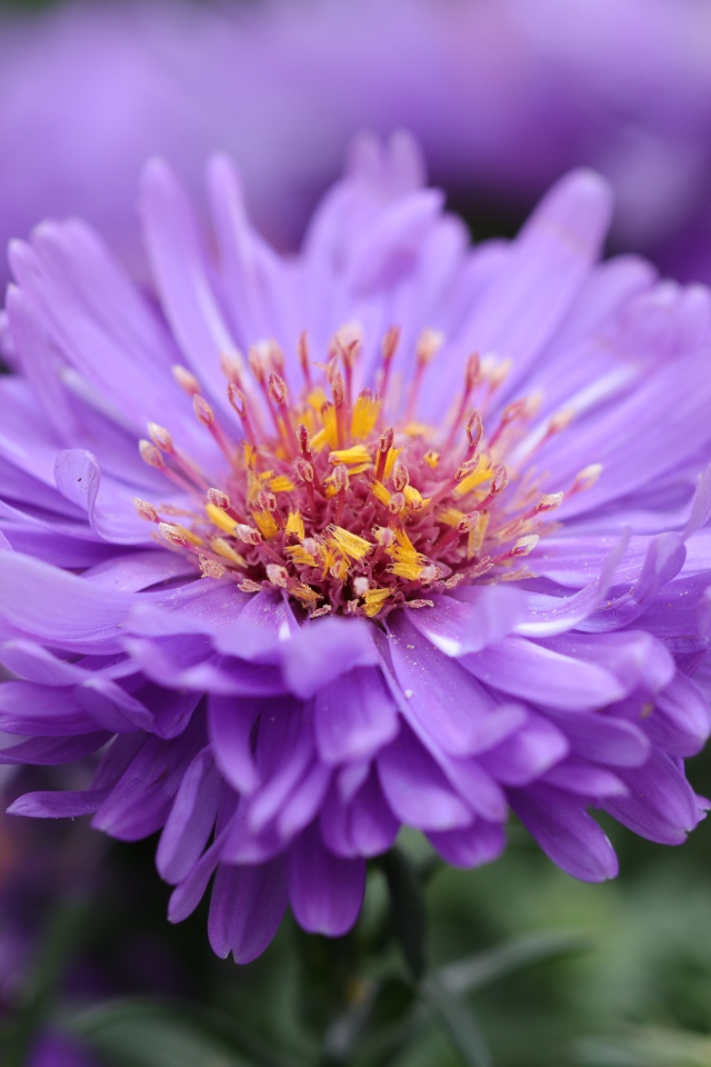 Сиреневый цветок астры крупным планом