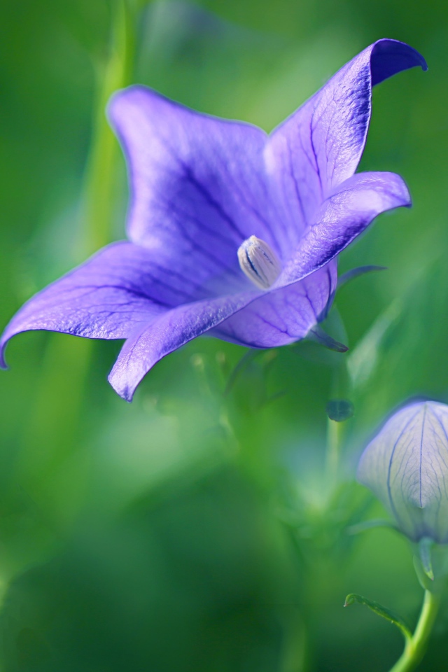 Сиреневый цветок колокольчика с бутоном на поле