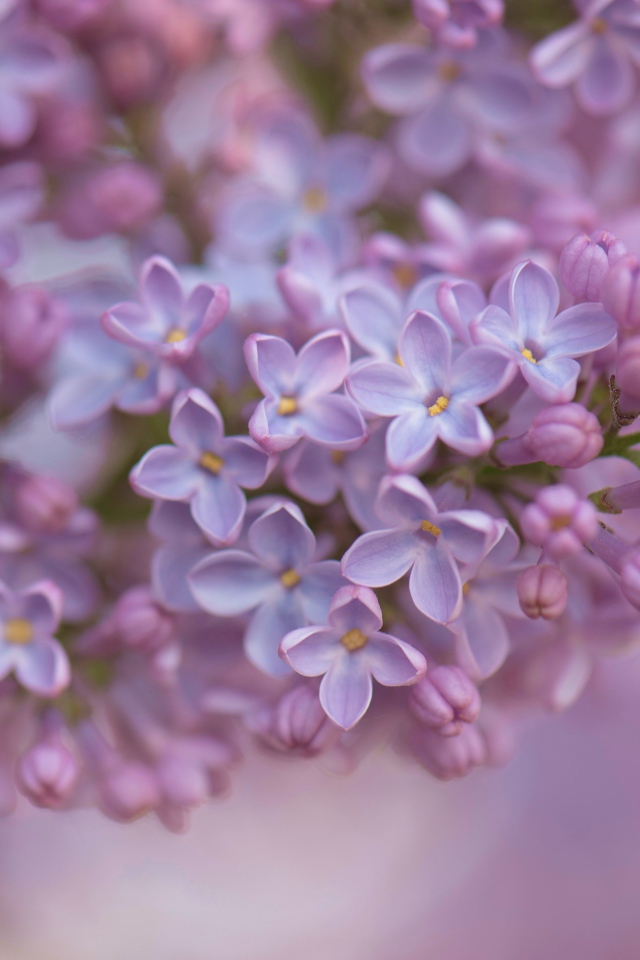 Ветка сирени крупным планом 