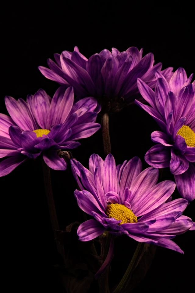 Сиреневый цветок хризантемы на черном фоне