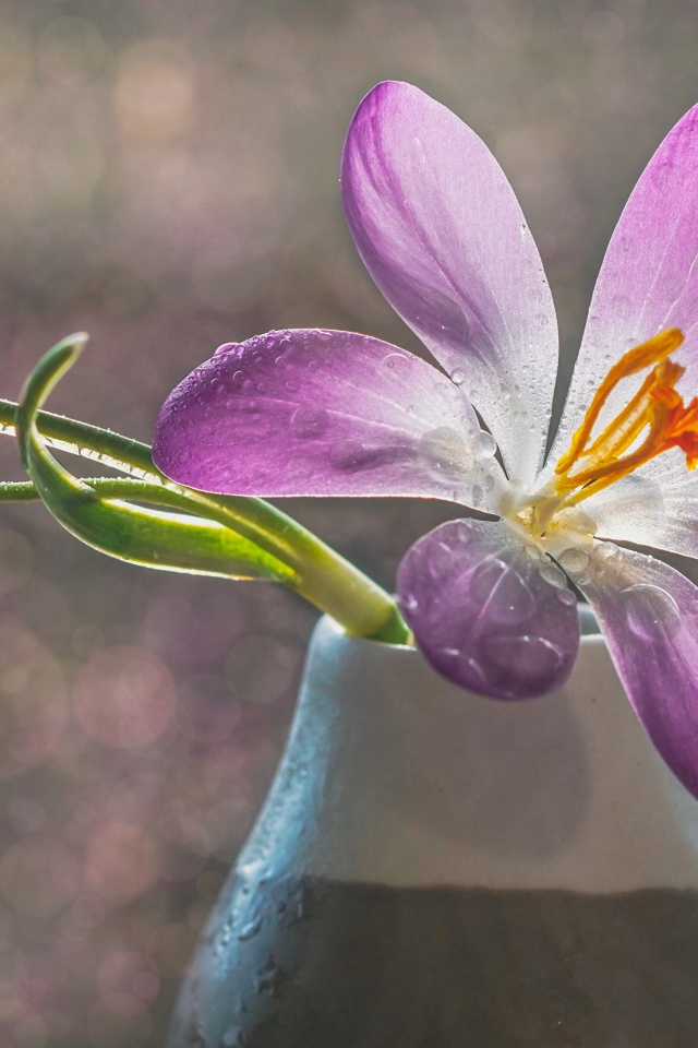 Сиреневый цветок крокуса в вазе с белым подснежником