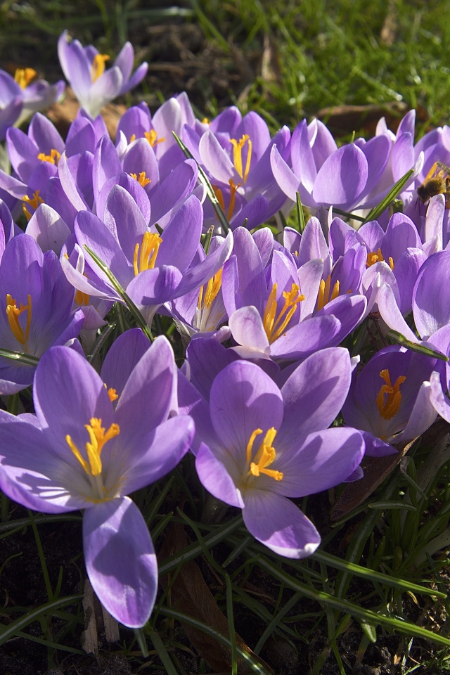 Сиреневые цветы крокуса в лучах солнца на зеленой траве 