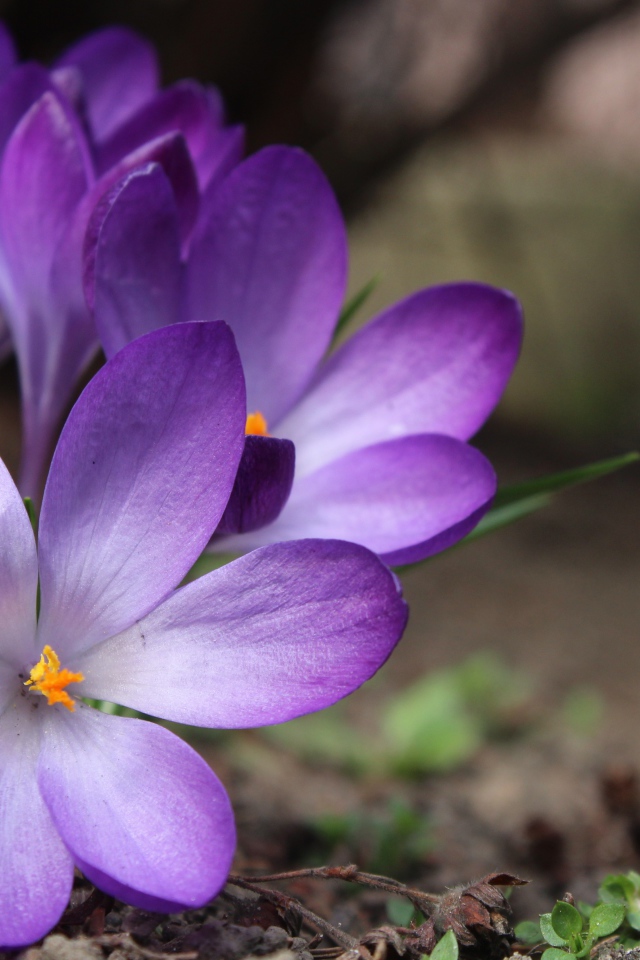 Сиреневые цветы крокуса на земле весной