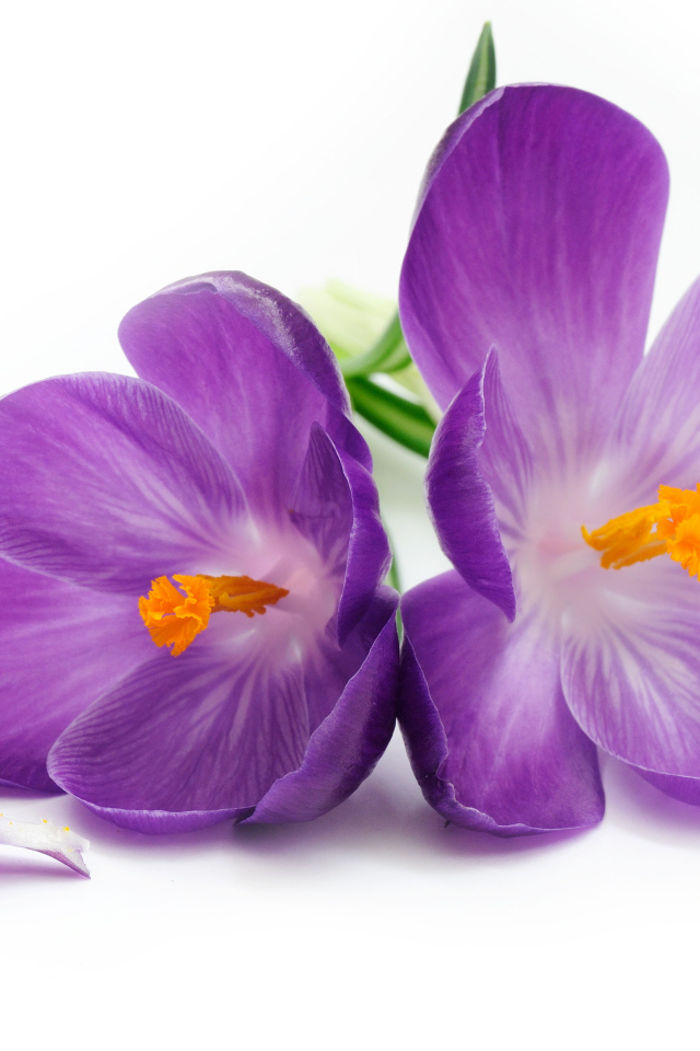 Сиреневые крокусы на белом фоне крупным планом