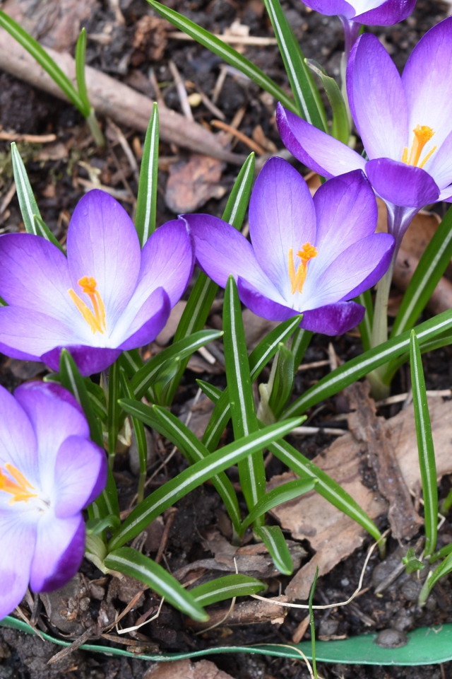 Сиреневые крокусы с зелеными листьями на земле